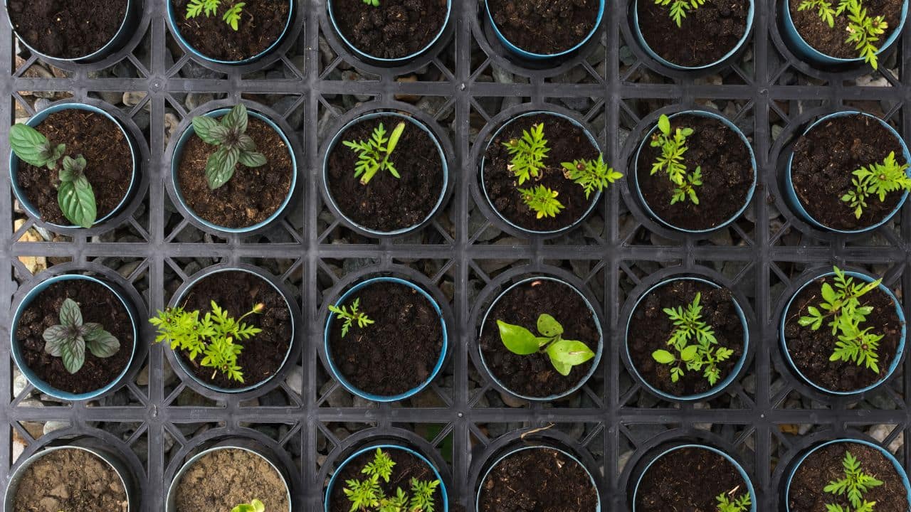 7. Seeds or Plants: Buying seeds or plants on Sharad Purnima symbolizes growth, fertility, and prosperity. Bringing home new plants also adds to the health and positivity of your surroundings, contributing to both physical and spiritual well-being. [Image: Canva]