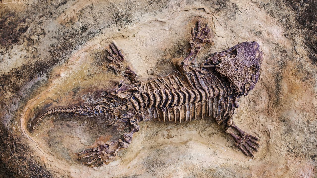 How did dinosaurs originate? The new pre-dinosaur reptile discovery in Brazil may shed light on this mystery
