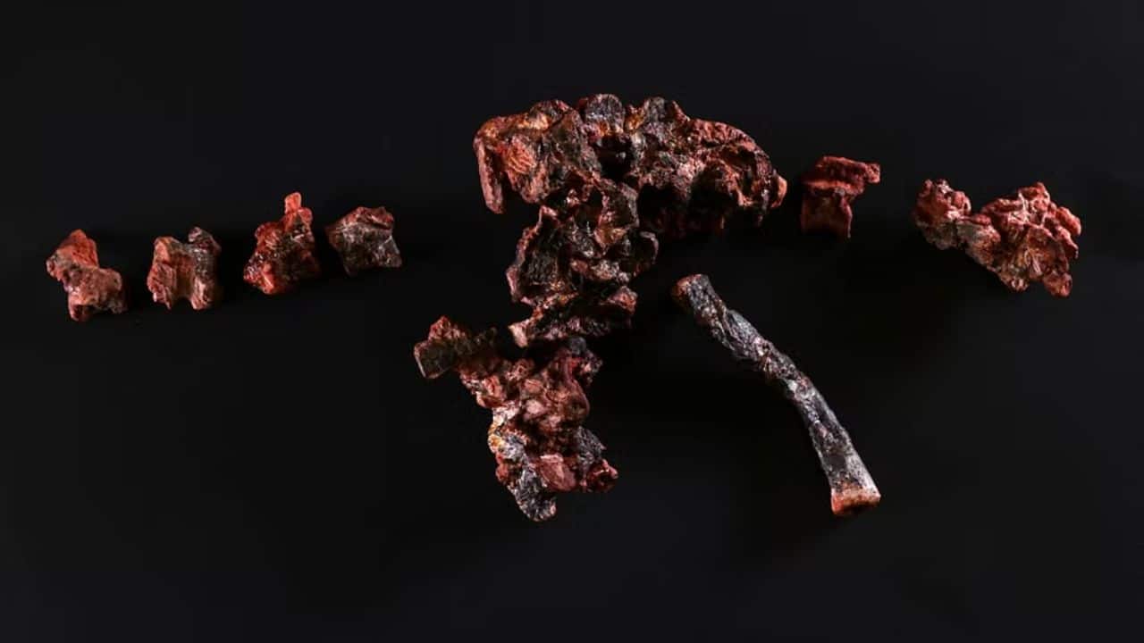 Fossils called Gondwanax paraisensis, a species that lived 237 million years ago and was a precursor to dinosaurs, in the Cappa laboratory. (Image: Reuters)