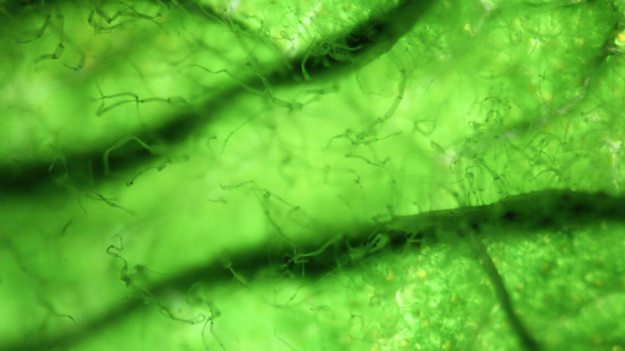Scientists discover world's oldest microbes trapped in 2-billion-year-old rock