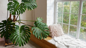 How to grow a Monstera: Bright indirect light, loose chunky soil and moss  poles for fast growth