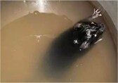Rats found in cooking pots at IIT Roorkee mess, viral videos spark outrage. What the institute said