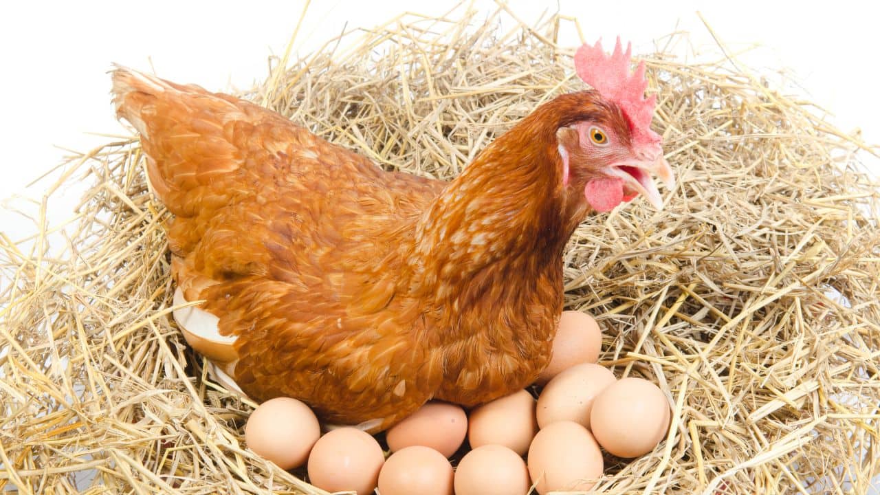 Age-old mystery solved: No more chicken or egg debate; scientists reveal who came first
