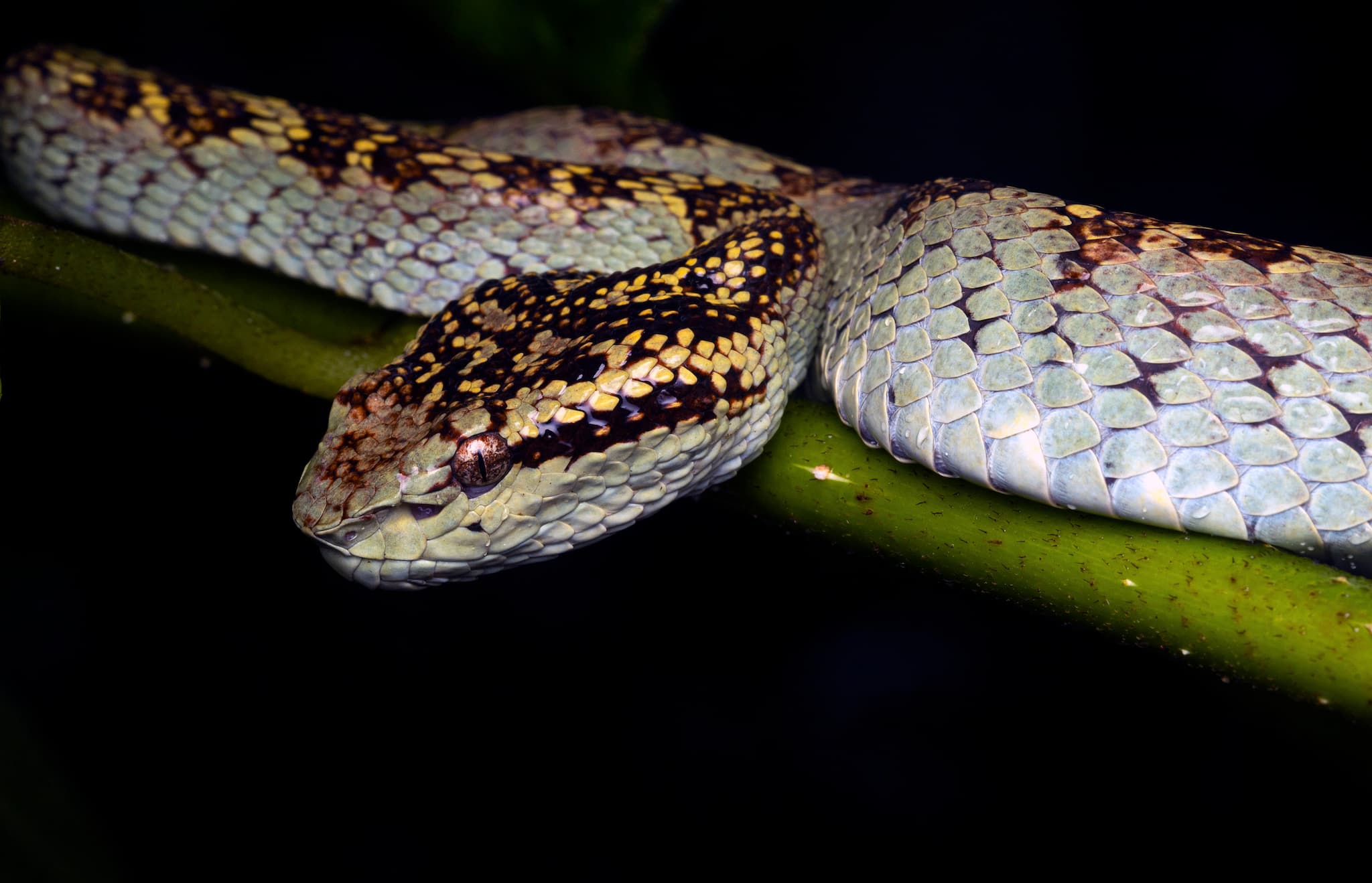 (Image courtesy Nirmal Kulkarni)