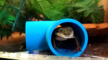 An endangered frog, known as the 'Rana del Loa,' is pictured inside a quarantine enclosure at the National Zoo in Santiago, Chile, in this undated handout photo obtained by Reuters on October 15, 2024. (Image: Reuters)