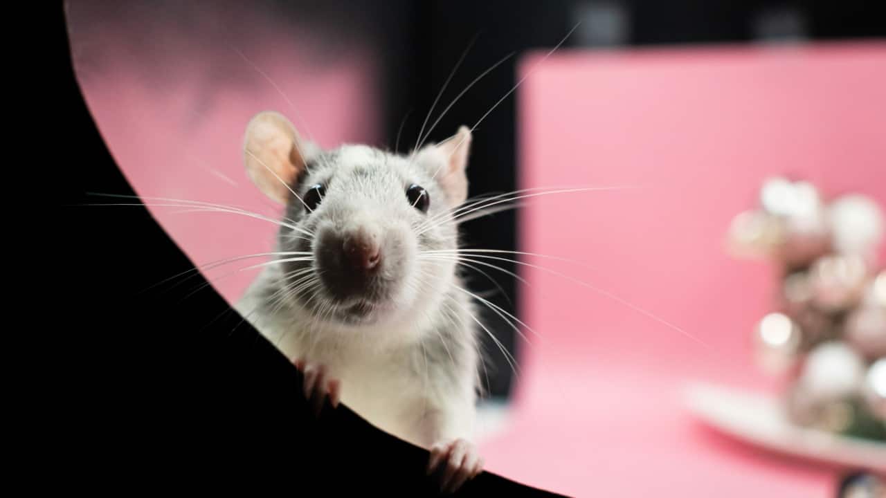This rat-poop-filled flat is New York City's most expensive 'slum'. Its rent is Rs 3 lakh a month