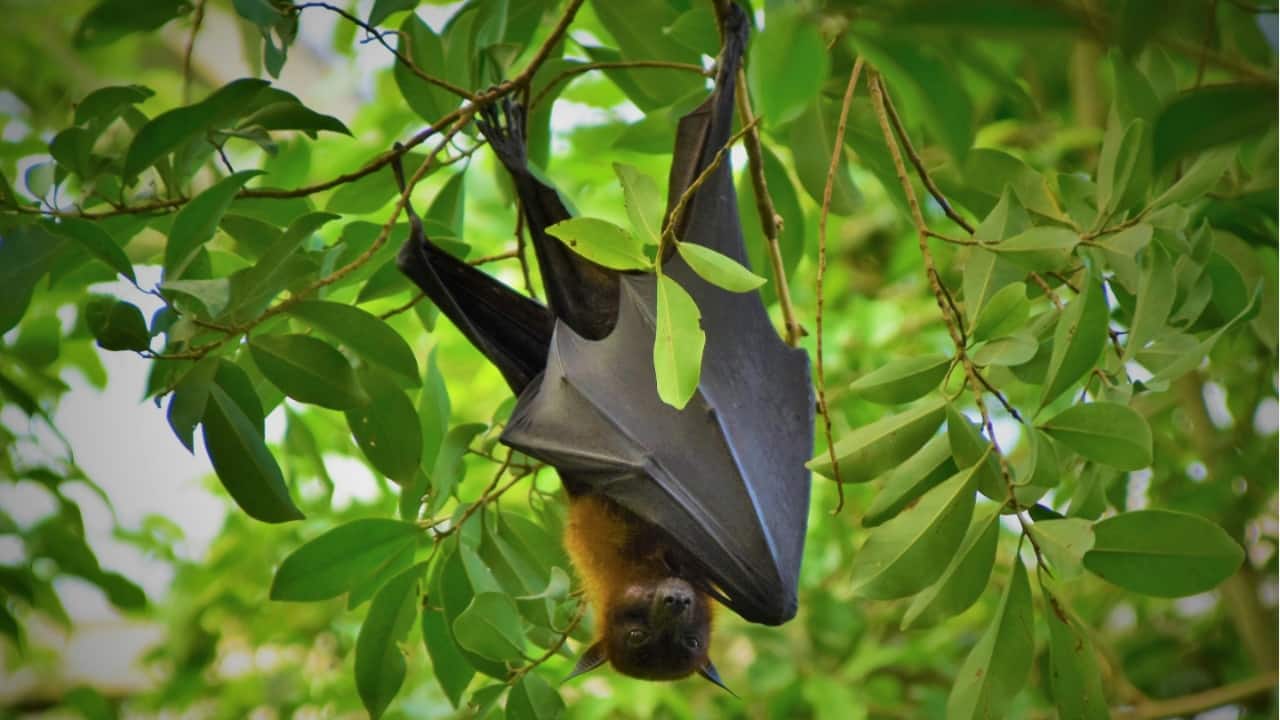 This country is hosting a bat beauty contest. 'Hoary Potter' is a contender