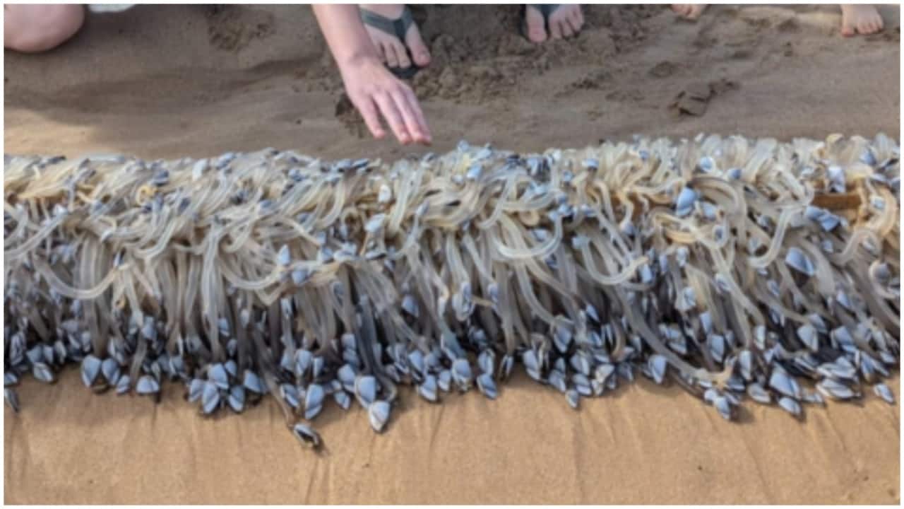 'Alien' sea creature washes ashore in Australia. It turns out to be gourmet delicacy priced at Rs 21,000/kg