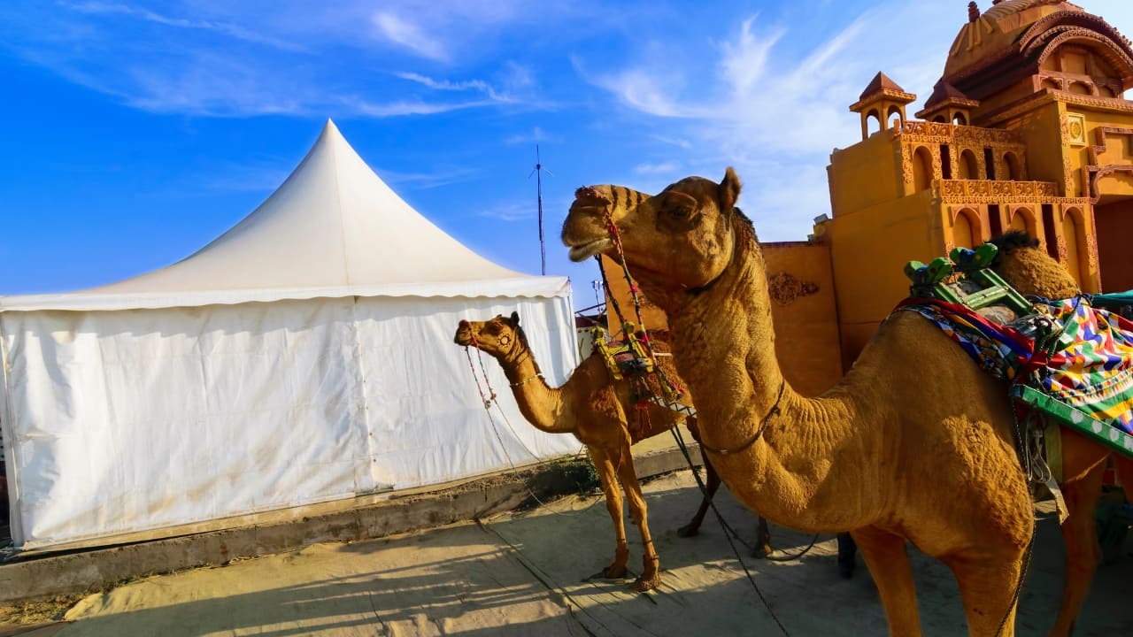 Rann Utsav November 2024 Guide: Dates, Online Bookings, Cost, and Essential Tips