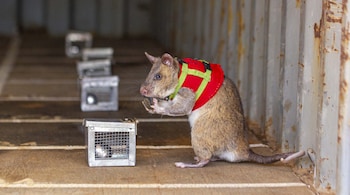APOPO’s HeroRATs can detect illegal wildlife products, as shown in a new study. | Image Credits: X/@herorats
