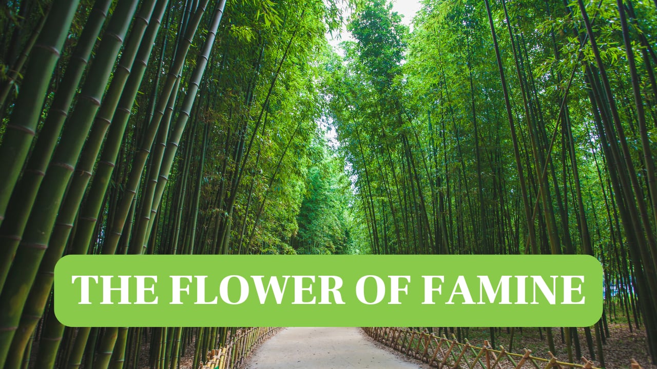 Flower of Famine: This rare bamboo flower blooms every 50 years, bringing famine and destruction