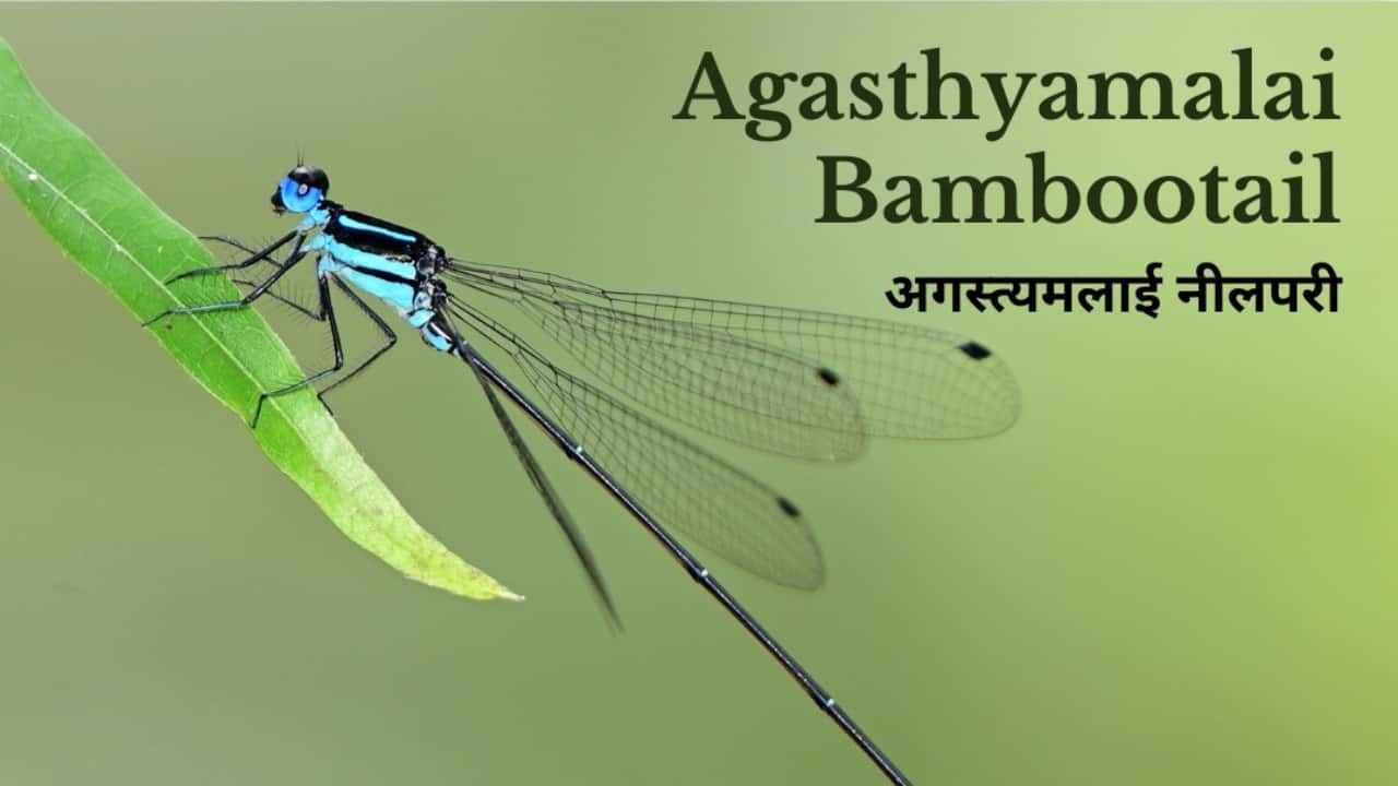 Agasthyamalai Bambootail: New damselfly species discovered in Western Ghats