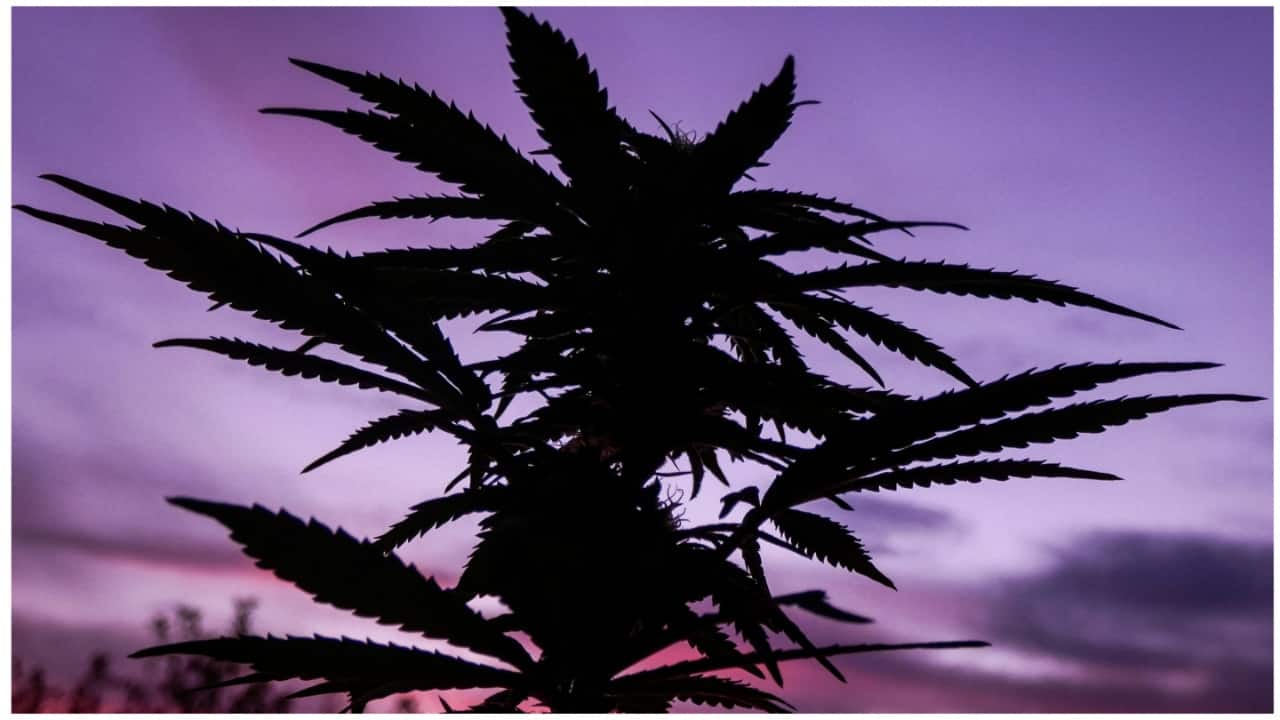 Bengaluru couple arrested for growing ganja plants in balcony, exposed by own Facebook video Bengaluru couple arrested for growing ganja plants in balcony, exposed by own Facebook video