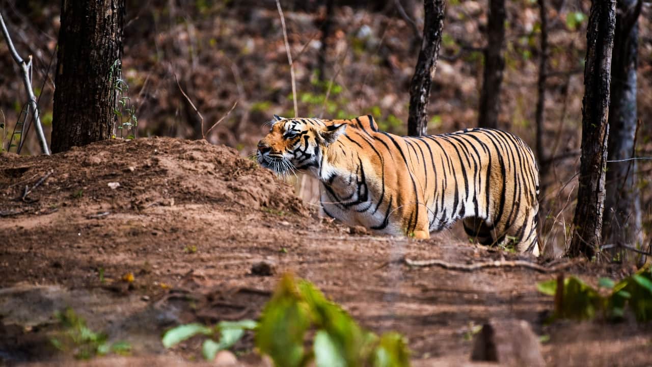 Explore the lesser-known Rukhad National Park in MP offering the best tiger sightings in India