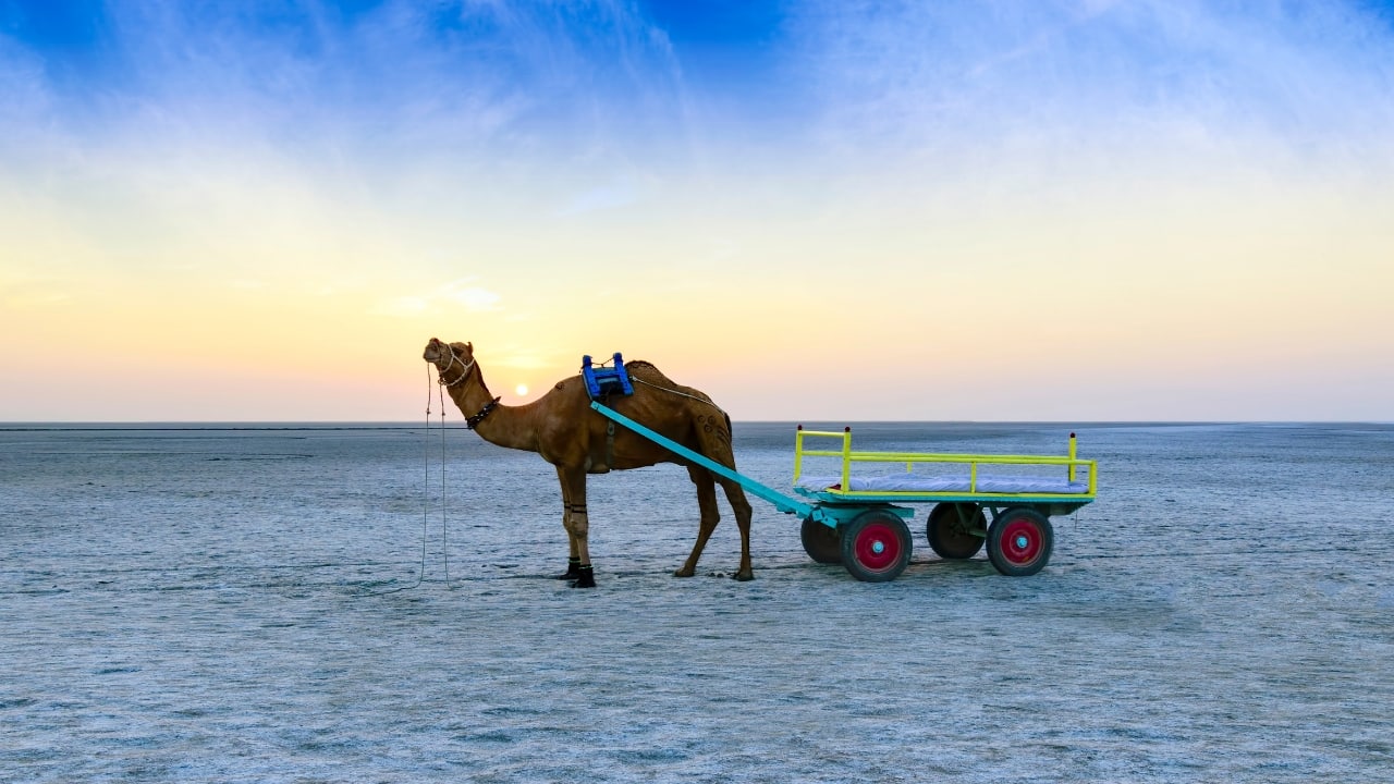 Exploring Kutch: The ultimate guide to Gujarat's majestic white desert