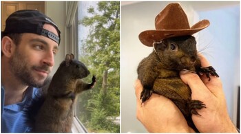 Peanut was euthanised so he could be tested for rabies. (Images: @peanut_the_squirrel12/Instagram)