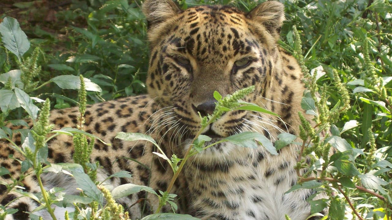 15 lesser-known national parks in India you must visit for a unique wildlife adventure