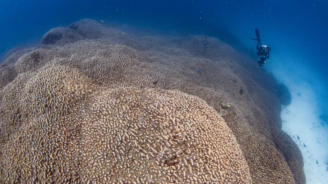 World’s largest coral discovered; so big it’s visible from space