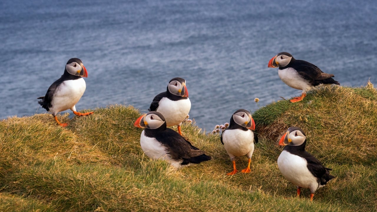 Puffins birds in Iceland (Image: Canva)