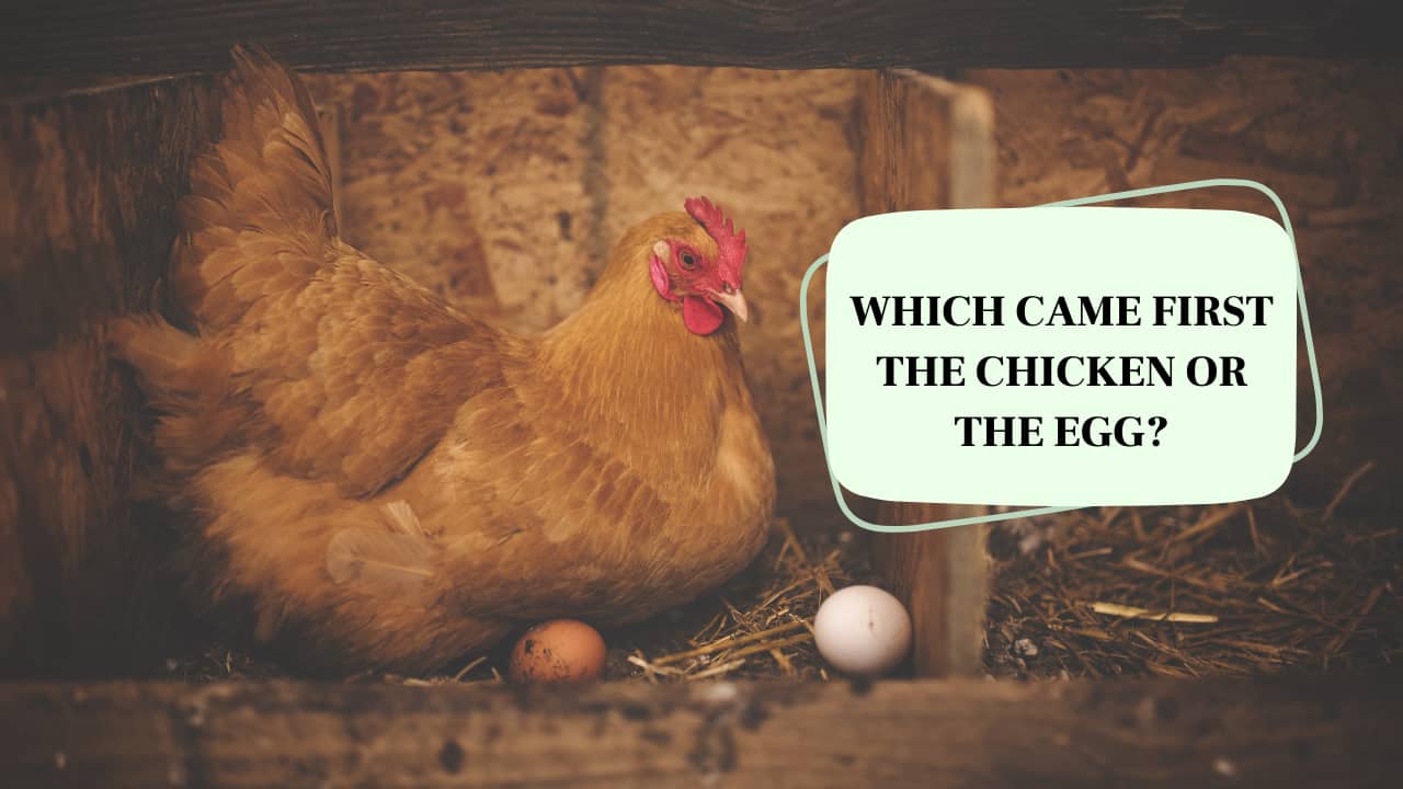 Which came first: the chicken or the egg? Here’s what science says