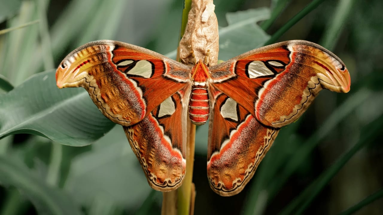Explore wildlife photography destinations that showcase nature’s majesty. (Image: Canva)