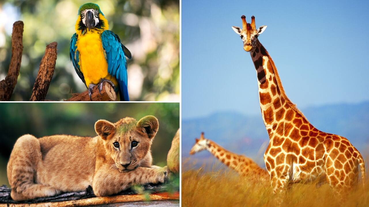 Capture unforgettable wildlife moments in some of the world’s most stunning ecosystems. (Image: Canva)