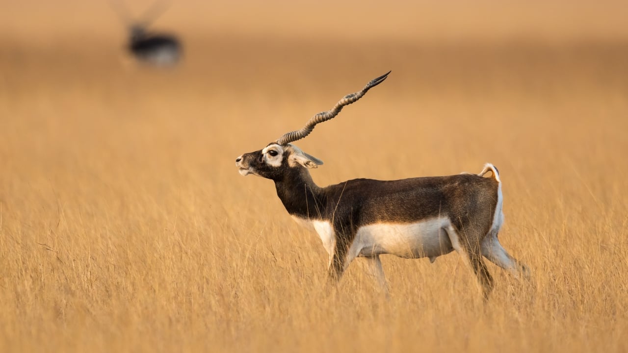 11 lesser-known national parks and wildlife sanctuaries in Gujarat