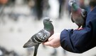 Pigeon droppings could secretly harm your lungs, here’s what doctors want you to know