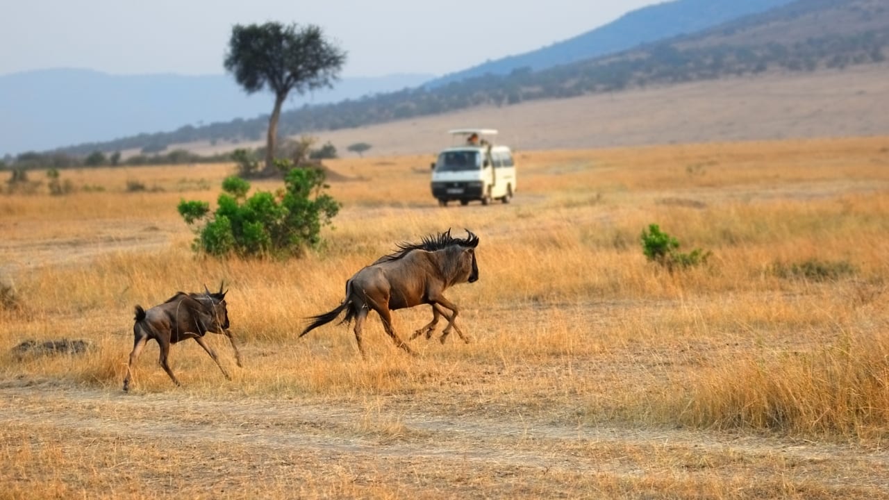Vibrant wildlife, stunning landscapes, and endless adventure await in Kenya. (Image: Canva)