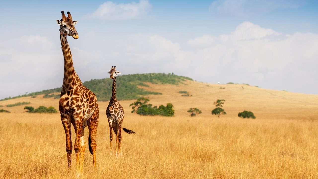 The Ultimate Kenya Travel Guide: Best time to visit, must-see attractions & essential tips