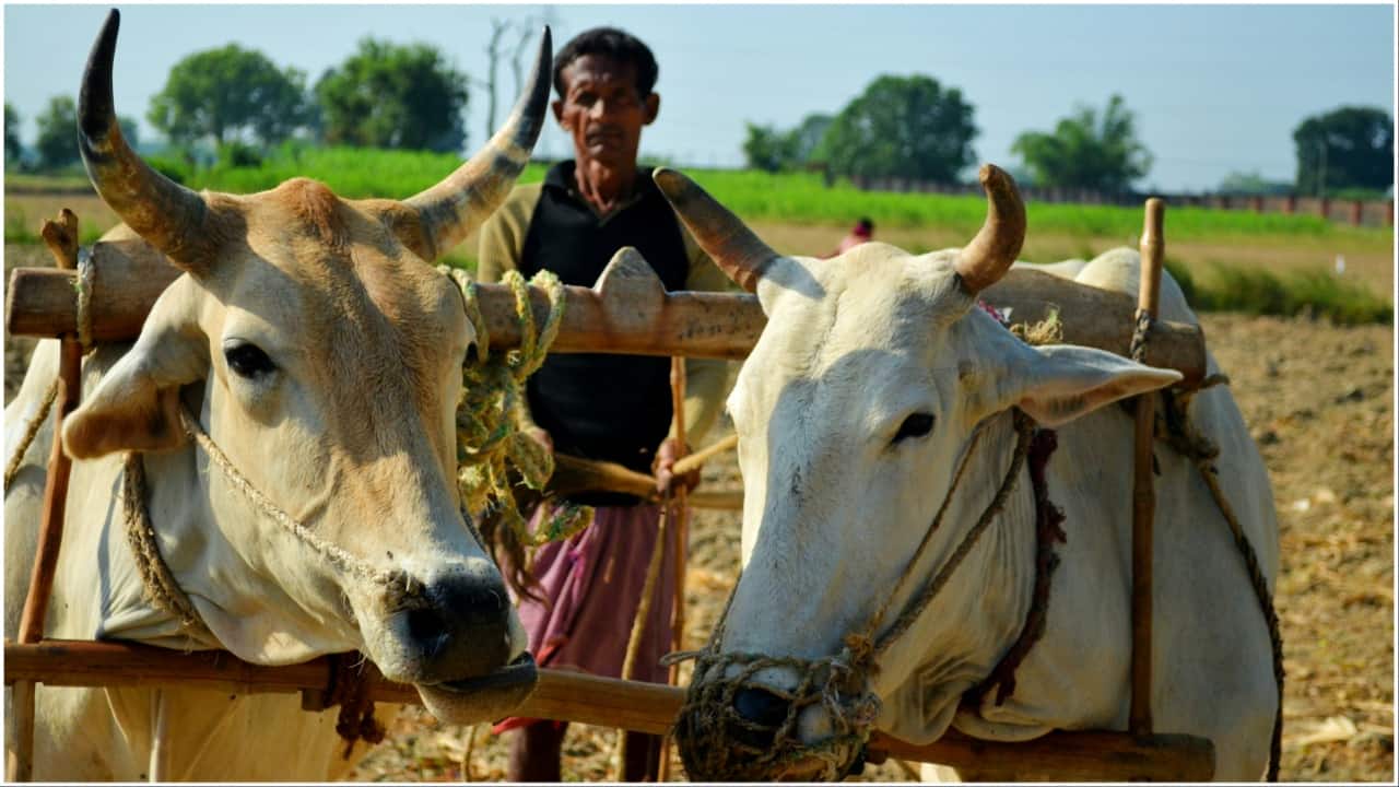 MC Analysis: States spend over half of their agricultural budget on crop cultivation