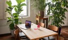 Indoor plants: Give your plants a little love for just one week and see the magic Indoor plants: Give your plants a little love for just one week and see the magic
