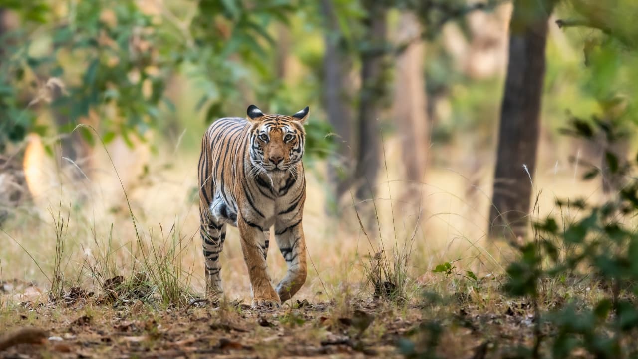 Tigress beaten to death by UP villagers after it attacks woman near Dudhwa Reserve