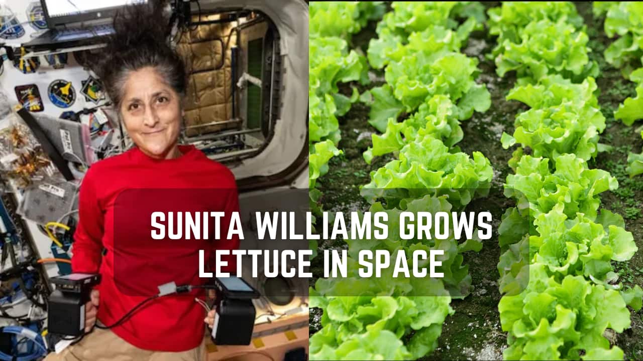 NASA astronaut Sunita Williams is growing lettuce in space – here’s why it matters