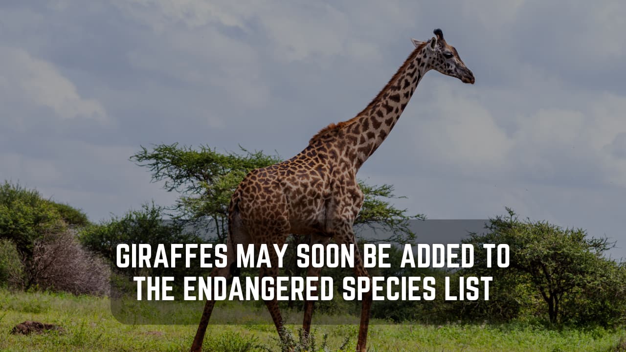 Giraffes, the world’s tallest animals, to be listed on endangered list – here’s why