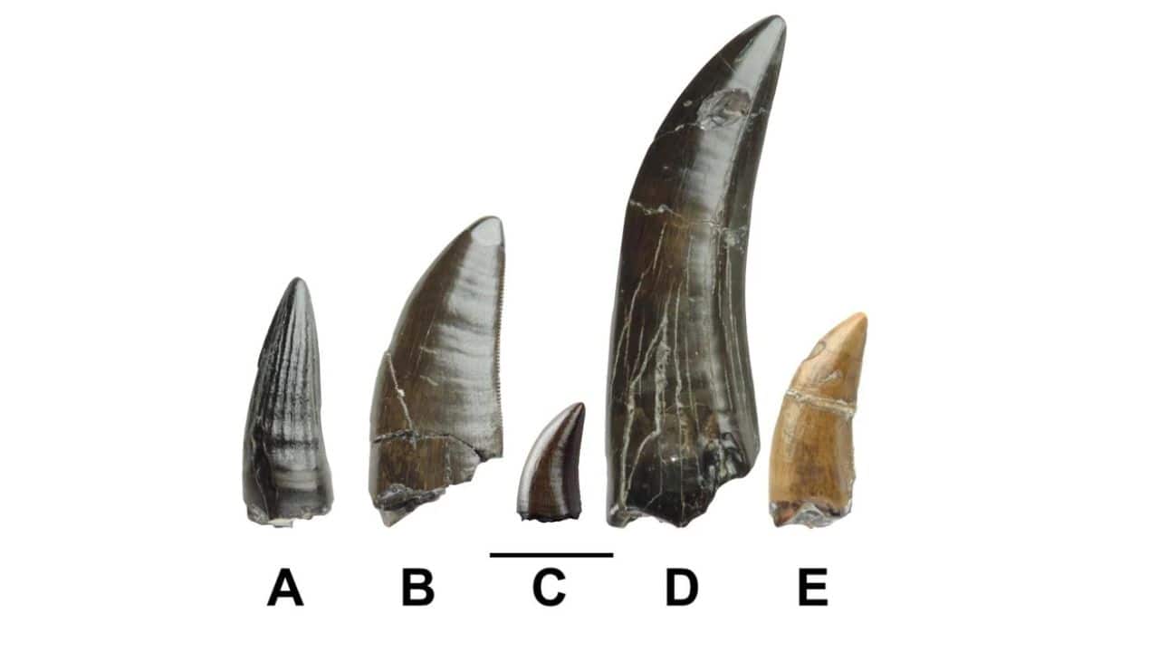 Teeth discovered include those of (a) spinosaur, (b) tyrannosaur, (c) dromaeosaur, (d) potential tyrannosaur, and (e) indeterminate tyrannoraptoran—a group encompassing tyrannosaurs and dromaeosaurs. (Image: Velociraptor and kin, BARKER ET AL, 2024)