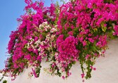 Winter creepers: Plant sweet peas, passionflower, or morning glory to bring your garden to life