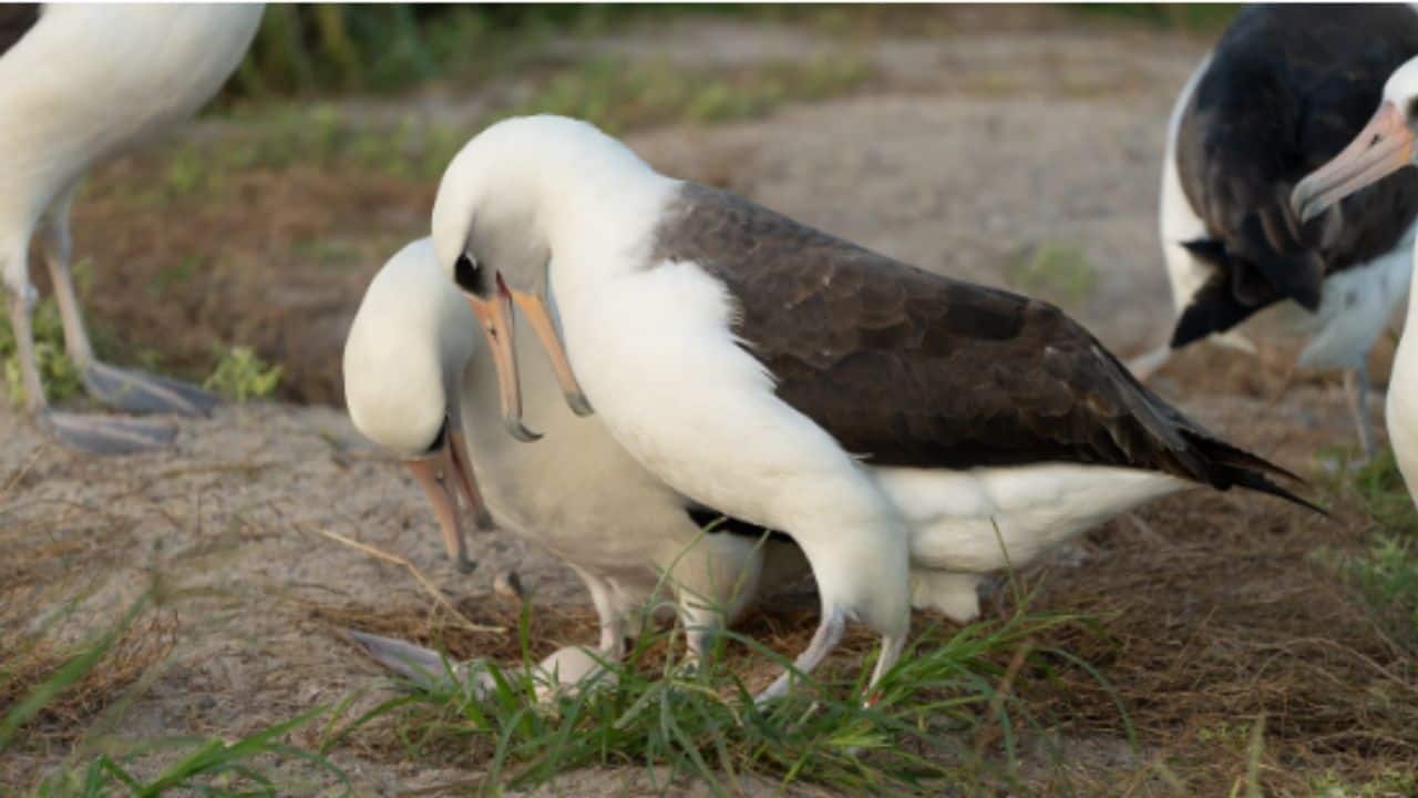 Meet Wisdom: World's oldest bird to become a mother again at the age of 74; watch video