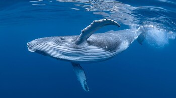 Whale songs stir awe and spark action among ocean tourists (Image: Canva)