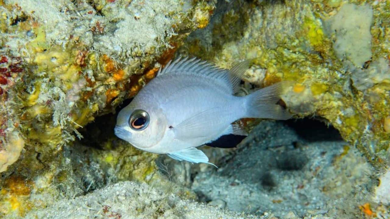 Scientists discover new pale blue damselfish species in Maldives' deep-sea reefs