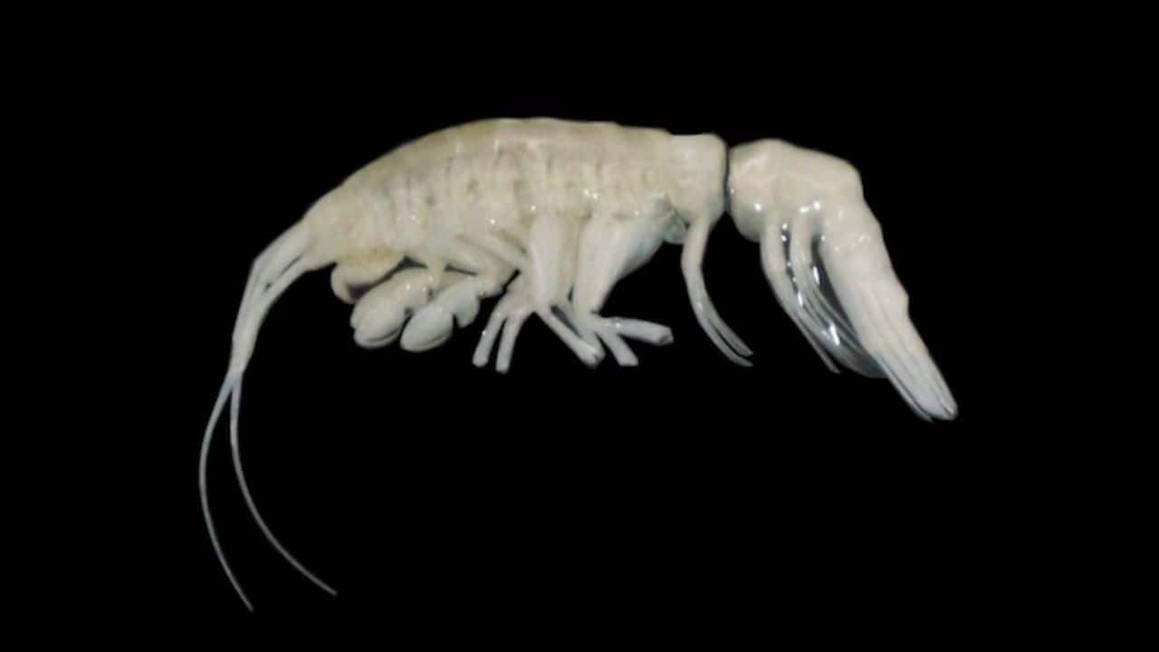 'Living in the dark ocean': Scientists find mysterious alien predator in ocean depths, name it 'Darkness'