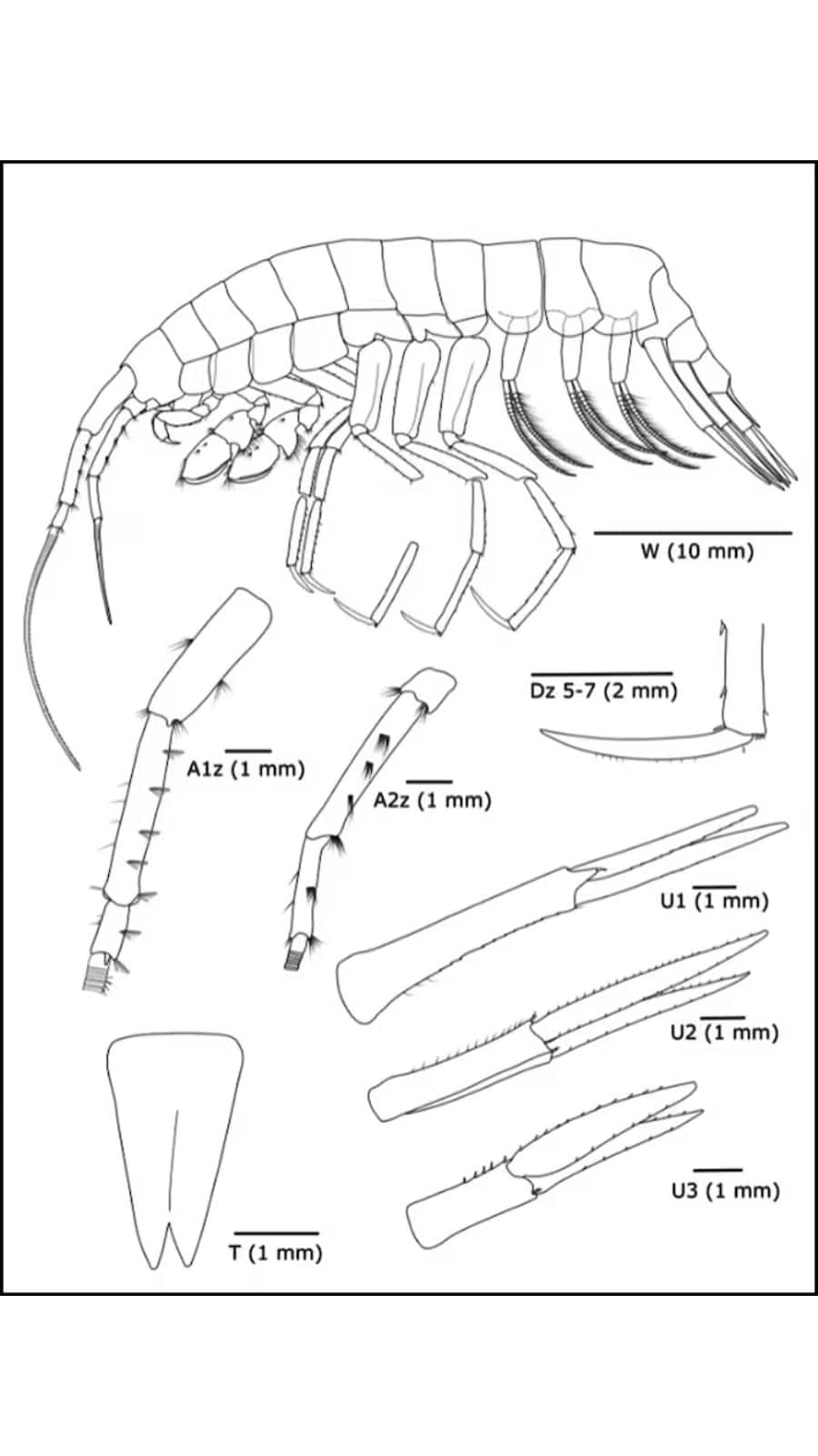 The species name camanchaca, meaning “darkness” in local languages, reflects its environment. (Johanna Weston/WHOI)