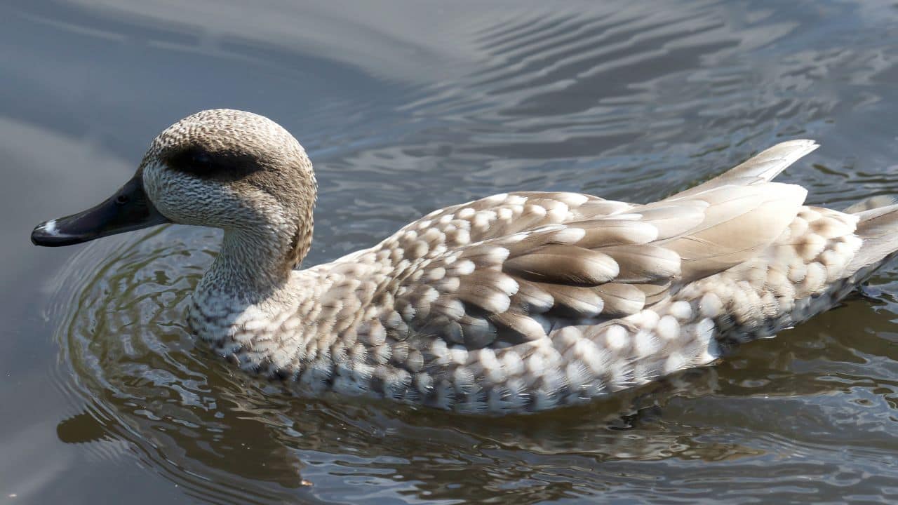 Rare marbled duck returns to Delhi-NCR after 30 years