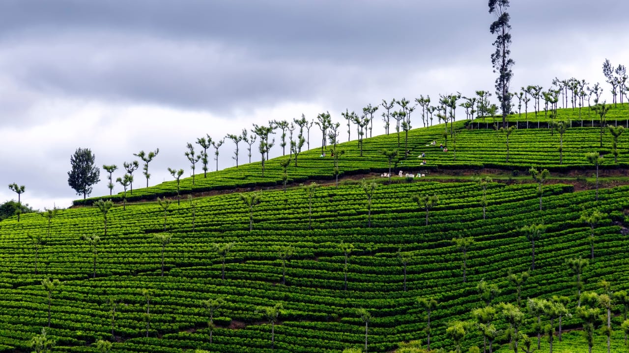 Escape to Ooty for a nature-filled, budget-friendly hill station retreat amidst lush gardens and lakes. (Image: Canva)