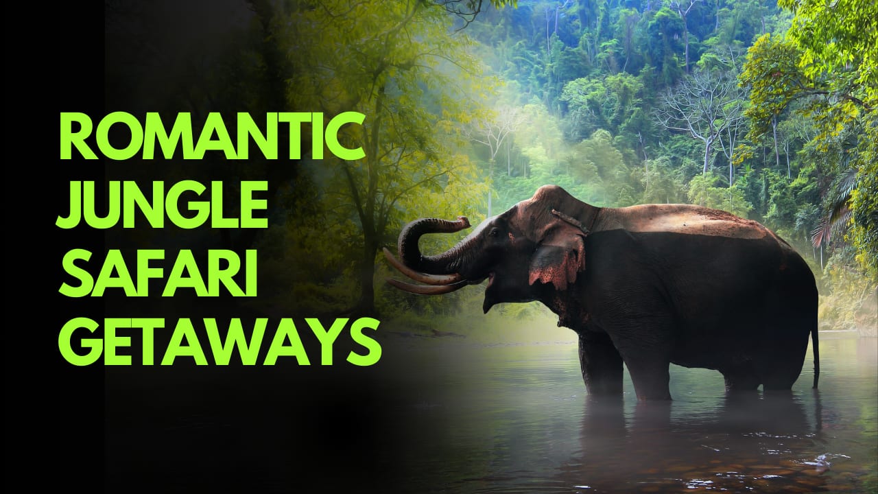 5 romantic jungle safari getaways inspired by Bollywood celebrities