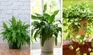 Health benefits of indoor plants: Sleep better, reduce stress, more  Health benefits of indoor plants: Sleep better, reduce stress, more