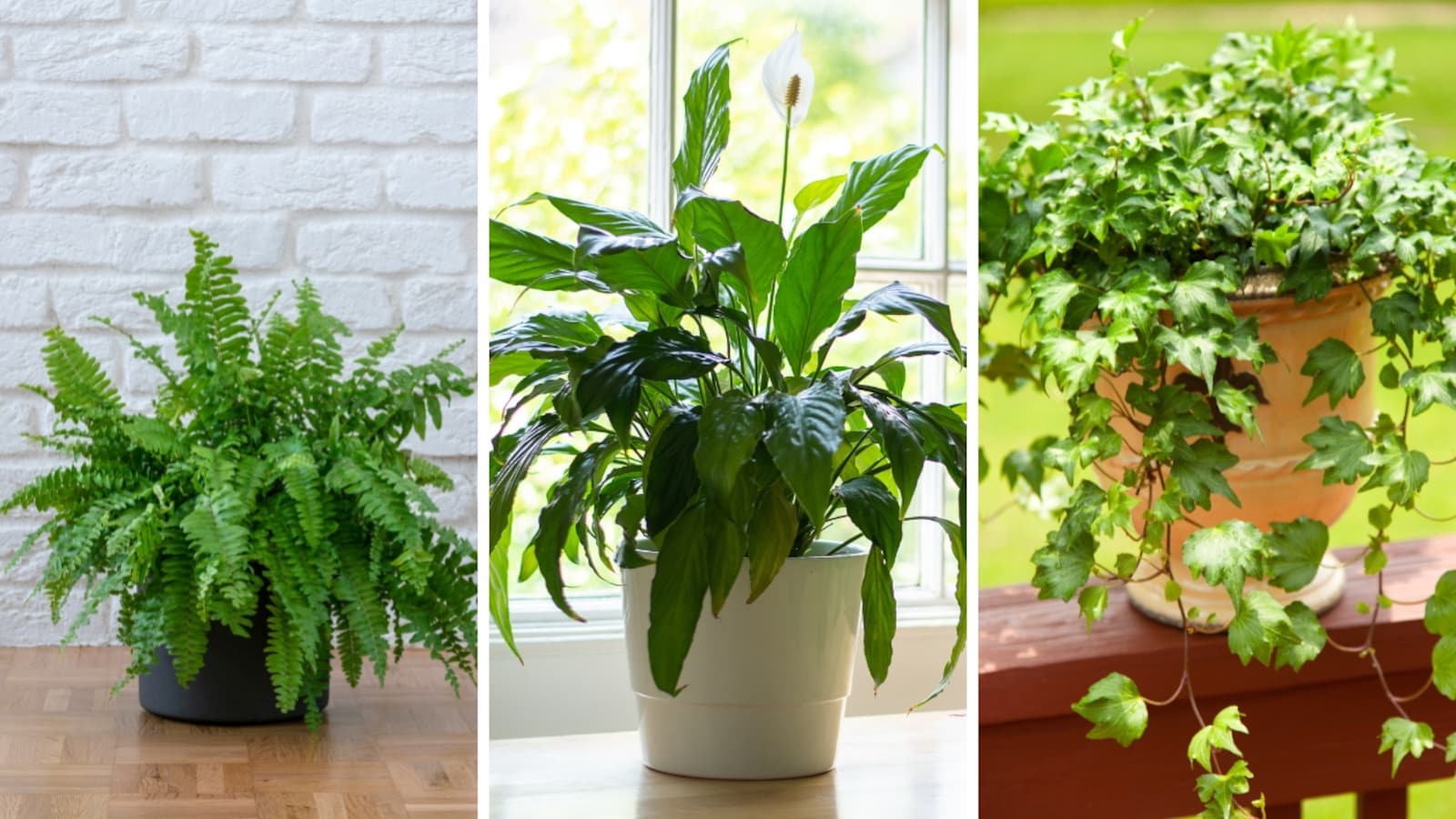 eau de cologne mint plant Buy Eau De Cologne Mint Plants Online from £3.40 main image 1