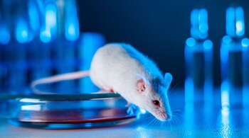 Tiny tweak in human gene gives mice new vocal powers (Image: Canva)