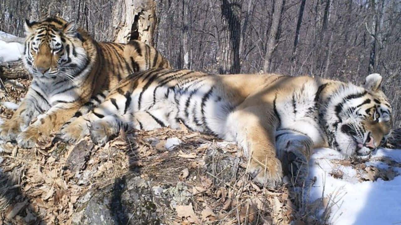 Meet Boris: A Siberian tiger who travels 200 km to reunite with former mate after 3 years