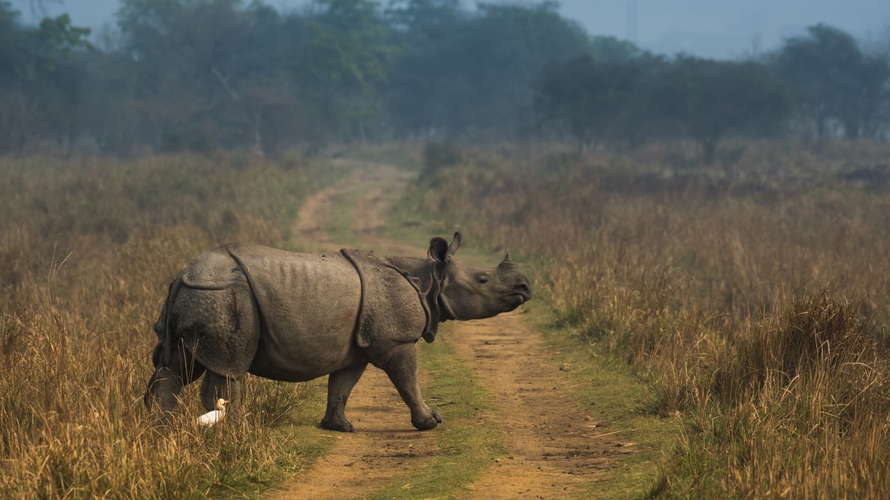 Kaziranga National Park, Assam (Image: Canva)